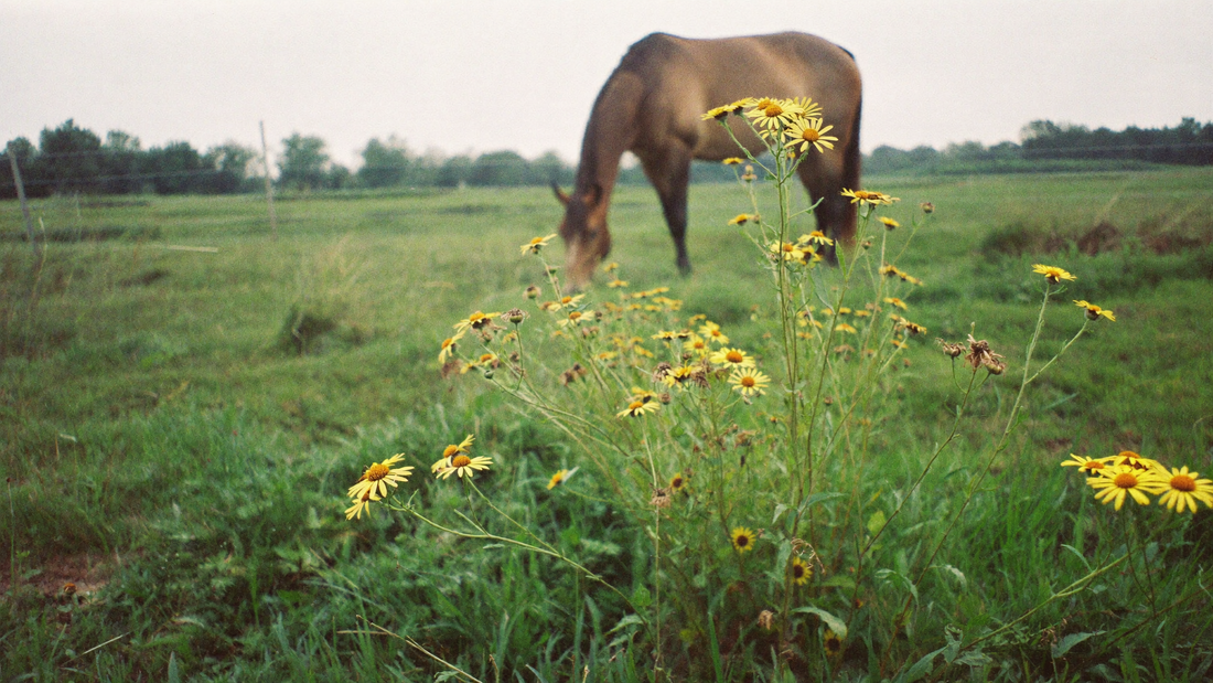 Ragwort in flower in a horse pasture, with a horse grazing behind it